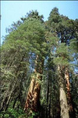 sequoiadendron8_big