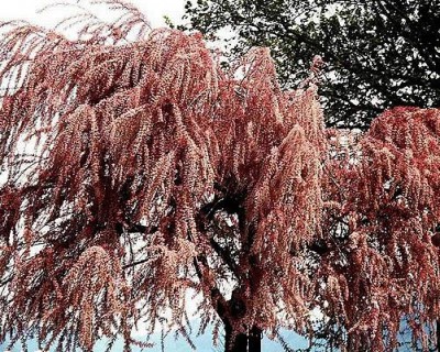 15-tamarysek_04_big