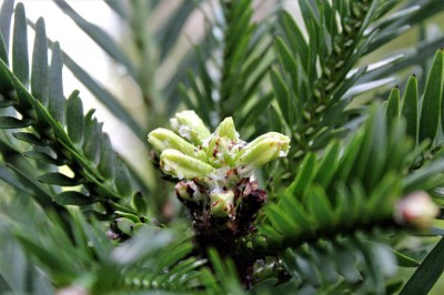 wolemie_jarni_vyhonky_u_vrcholu_s_pryskyrici