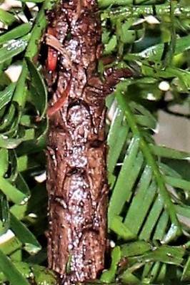 wolemie_kmen_s_borkou