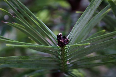 wolemie_konec_vetevky