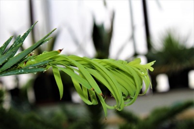 wolemie_konec_vetevky_s_jarnam_vyhonem