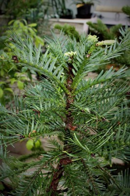 wolemie_vrchol_stromu_s_jarnimi_pupeny