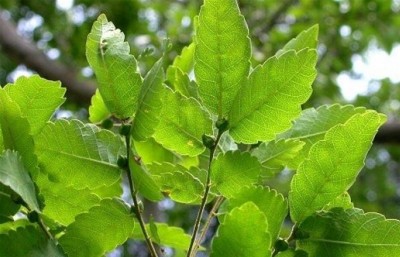 01-zelkova_01_big