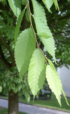 01-zelkova_02_big