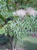 Arlie ostnit - Aralia spinosa, v kvtu, 2005