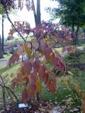 Arlie nsk - Aralia chinensis, podzim 2005 