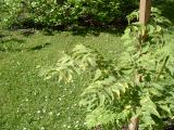 Arlie thl - pestrolist, Aralia elata Aureovariegata