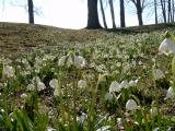 Bledule jarn - Leucojum vernum, v dolnm parku