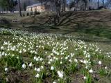 Bledule jarn - Leucojum vernum, v dolnm parku