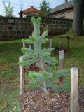 Borovice  osinat - Pinus aristata, 2005