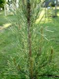 Borovice hustokvt - pestr jehlice, Pinus densiflora Oculus draconis, 2005