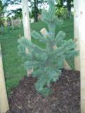 Borovice osinat - Pinus aristata, v r. 2005