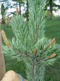 Borovice osinat - Pinus aristata,v r. 2005