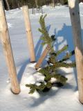 Borovice osinat - Pinus aristata, 2006