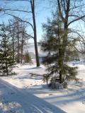 Borovice tk - Pinus ponderosa, 2006