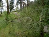 Borovice tk - Pinus ponderosa, 2005