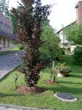 Buk lesn - ervenolist - sloupovit, Fagus sylvatica Red obelisk, 2004