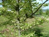 Buk lesn - Fagus sylvatica Albovariegata, 2005