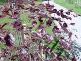 Buk lesn - Fagus sylvatica Roseomarginata, 2005 