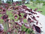 Buk lesn - Fagus sylvatica Roseomarginata, 2005