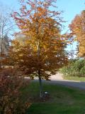 Buk lesn - Fagus sylvatica Atropurpurea, podzim 2005