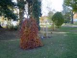 Buk lesn - pesvisl, Fagus sylvatica Pendula, podzim 2005