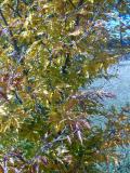 Buk lesn sthanolist - Fagus sylvatica Asplenifolia