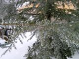 Cedr - Cedrus, skupinka za budovou zmku, 2006