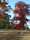 Dub bahenn - Quercus palustris, podzim 2005 