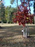 Dub bahenn - Quercus palustris, podzimn zbarven 2005 