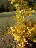 Dub velkoplod - Quercus macrocarpa, podzim 2005 