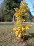 Dub velkoplod - Quercus macrocarpa, podzim 2005