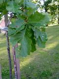 Dub zubat  - csask, Quercus dentata, 2005