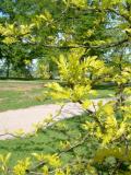 Dezovec trojtrnn - beztrnn, pestrolist forma, Gleditsia triacanthos Sunburst, 2005