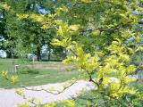 Dezovec trojtrnn - beztrnn, pestrolist forma, Gleditsia triacanthos Sunburst, 2005 