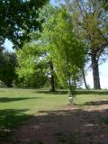 Habr obecn - sloupovit, Carpinus betulus Fastigiata, 2005