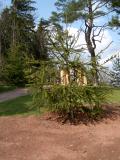 Had smrk - Picea abies Viminalis, 2005  