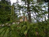 Had smrk -Picea abies Viminalis, v hornm parku - detail 