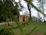 Had smrk - Picea abies Viminalis, v hornm parku - detail