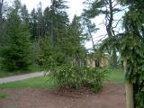 Had smrk -Picea abies Viminalis, v hornm parku