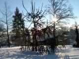 Had smrk - Picea abies, v zim r. 2006