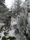 Jalovec  - Juniperus a jedlovce - Abies, v zim, 2006