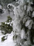 Jalovec tuh - Juniperus rigida, v zim 2006