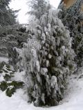 Jalovec tuh -Juniperus rigida, v zim 2006