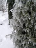 Jalovec tuh -Juniperus rigida, v zim 2006