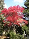 Javor dlanitolist - sthanolist pestrolist forma, Acer palmatum Atropurpureum, 2002