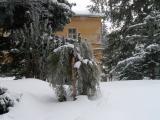 Jedlovec kanadsk - pevisl, Tsuga canadensis Pendula, 2006