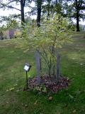 Jerln japonsk, Sophora japonica Pendula, 2005