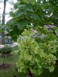 Jinan dvoulalon - Ginkgo biloba Mariken, 2005